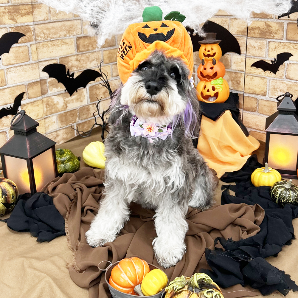 Happy　Halloween♪